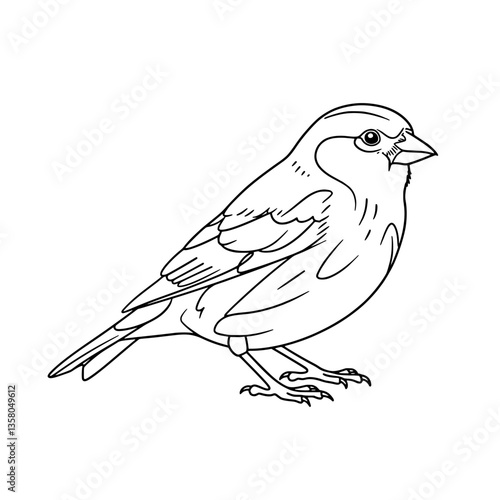 Minimalist Jackdaw Bird Line Art Vector | Black White Coloring Design