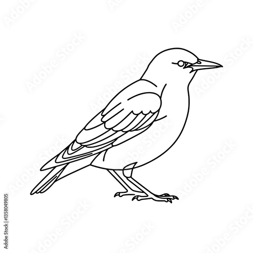 Black and White Oriole Bird Line Art | Vector Coloring Page Design