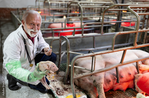 Obraz na plátně Veterinarian farrowing pig in modern barn