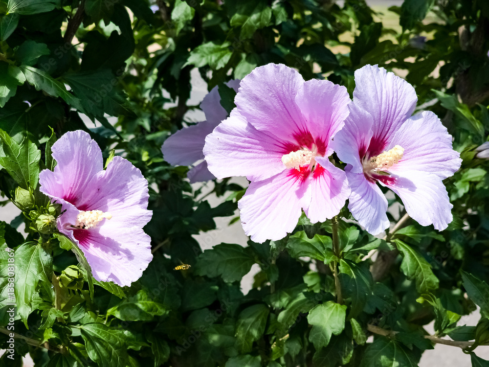 Elegant lilac flowers Hibiscus syriacus or Rose of Sharon, with red eye and foliage Elegant lilac flowers Hibiscus syriacus or Rose of Sharon, with red eye and foliage