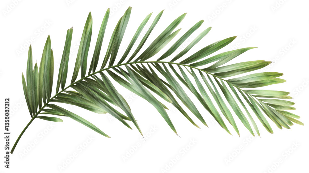 pine branch isolated on white background pine branch isolated on white background