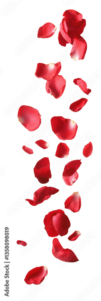 Falling red rose petals and flowers on white background Falling red rose petals and flowers on white background