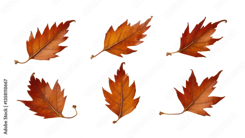 Fototapeta premium set of autumn leaves