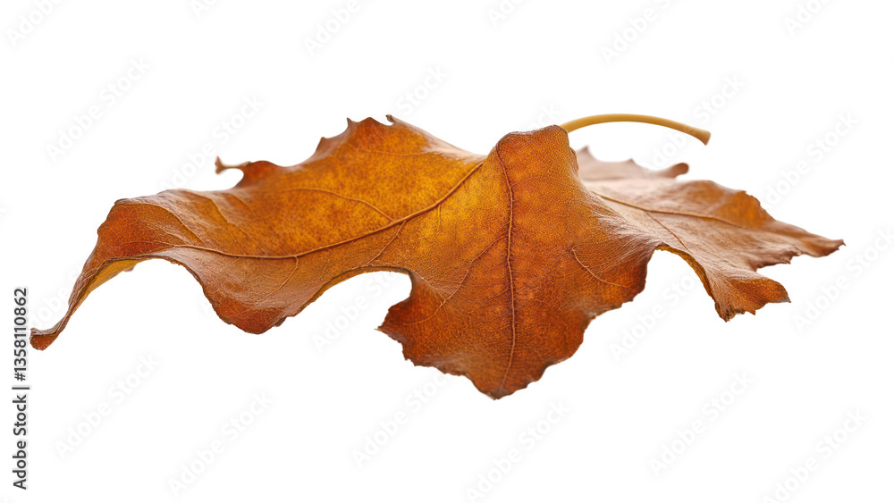 Fototapeta premium crisp maple leaf