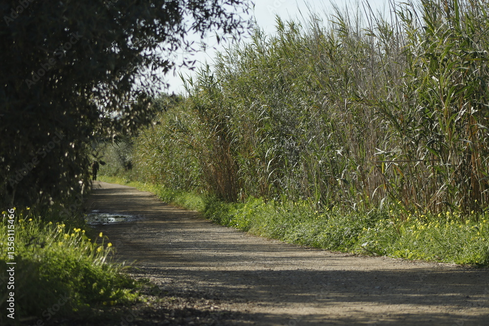 Fototapeta premium DESEMBOCADURA DEL RIO GUADALHORCE. MALAGA. ESPAÑA. 
