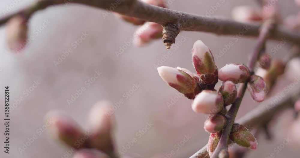 Spring blooming plum blossoms cherry blossoms bees collecting nectar
Spring blooming plum blossoms cherry blossoms bees collecting nectar