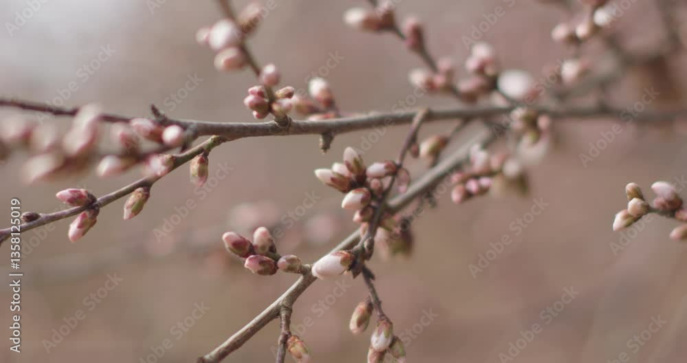 Spring blooming plum blossoms cherry blossoms bees collecting nectar
Spring blooming plum blossoms cherry blossoms bees collecting nectar