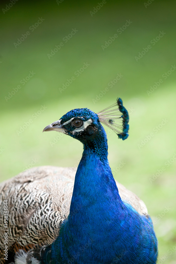 A peacock walks in the park on a sunny day. A peacock walks in the park on a sunny day.