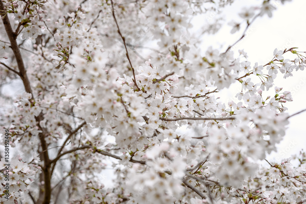 Spring in London's St. James's Park white cherry blossoms, Spring in London's St. James's Park white cherry blossoms,