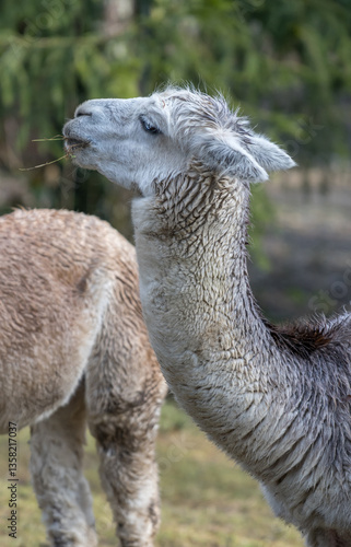 gentle llama stretching its neck while chewing grass in a peaceful rural setting with blurred background trees