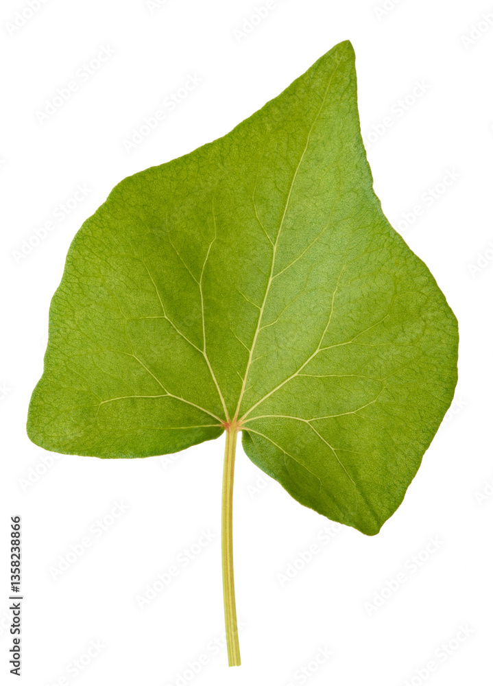 Fototapeta premium Buckwheat leaf