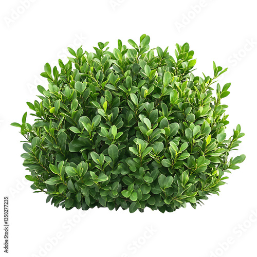 A Healthy Dense Boxwood Shrub with Small Rounded Leaves Isolated on Transparent Background