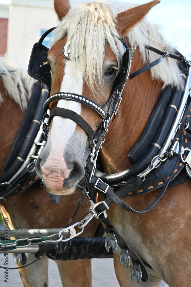 Obraz premium horse and carriage in the city