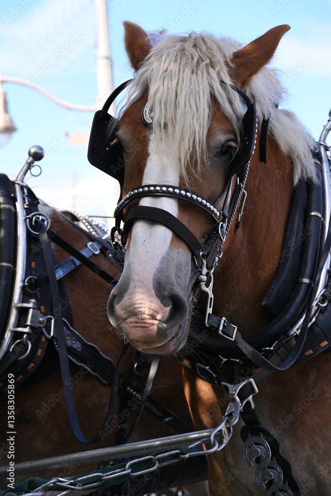 Obraz premium horse and carriage in the city