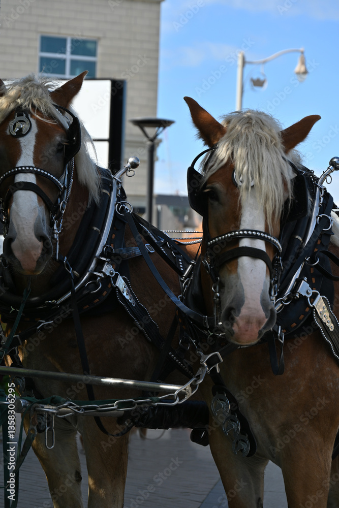 Obraz premium horse and carriage in the city