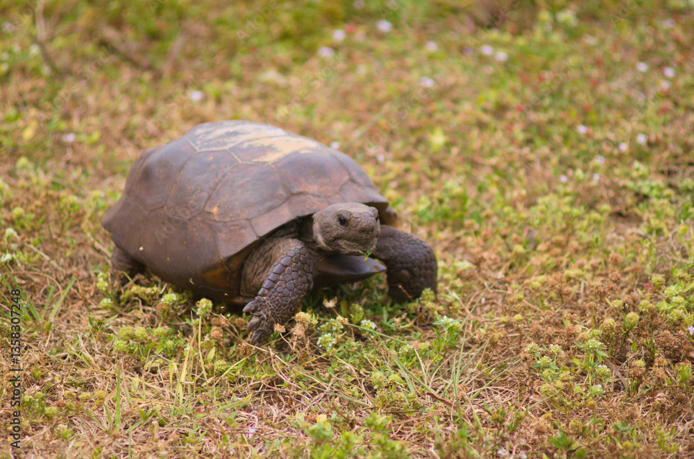 Obraz premium turtle on the grass