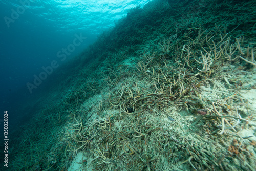 死んだサンゴ　小笠原