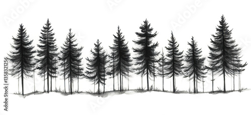 PNG Pine tree forest drawing sketch plant.
