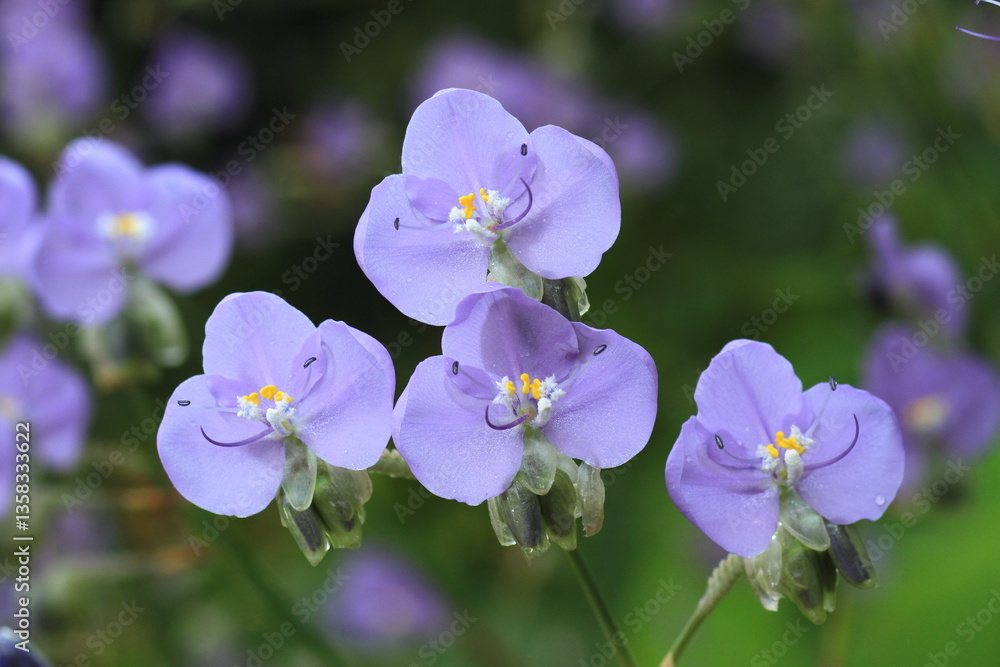 Obraz premium Giant Dewflower (Murdannia gigantea) herbaceous plant with purple zygomorphic flowers that blooms in the morning and closes shortly after noon Phu Soi Dao national park , THAILAND