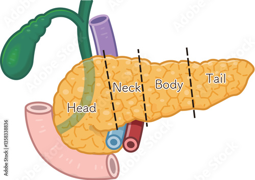 膵臓・十二指腸・胆嚢・胆道・門脈のイラスト pancreas・duodenum・portal vein・illustration