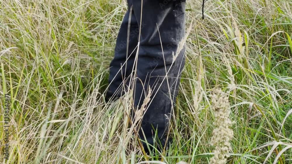 The legs of a man walking through thick grass The legs of a man walking through thick grass