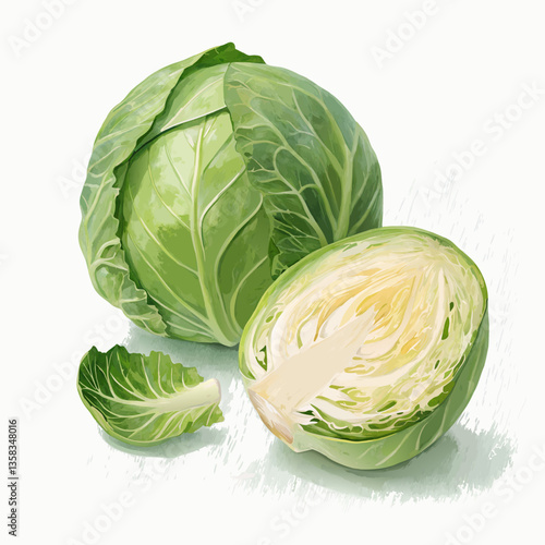 cabbage