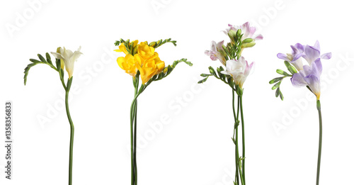 Beautiful freesia flowers on white background, set