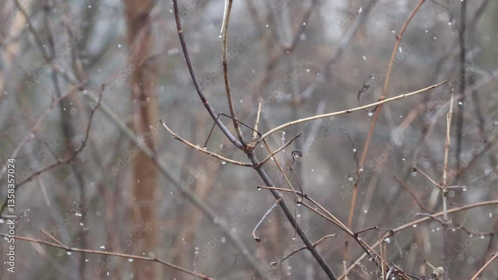 4K high definition video of bare tree branches with water droplets falling off them as it is snowing. 4K high definition video of bare tree branches with water droplets falling off them as it is snowing.