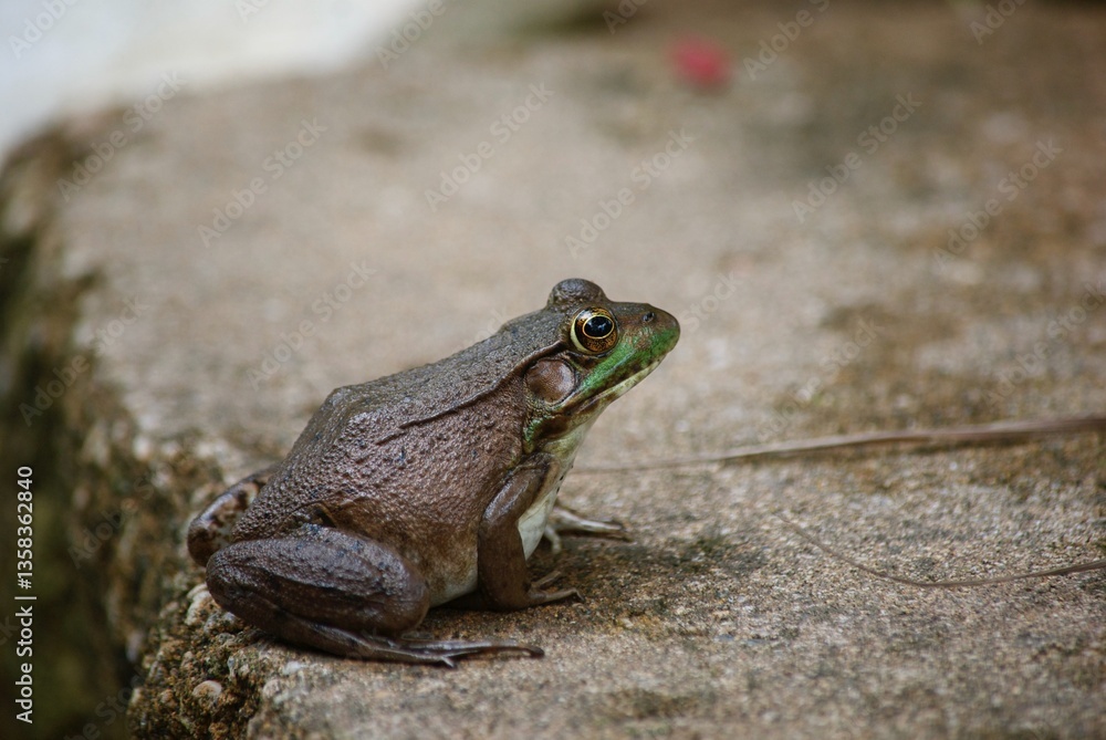 Fototapeta premium green frog in pond