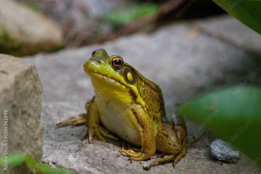 Fototapeta premium green frog in pond