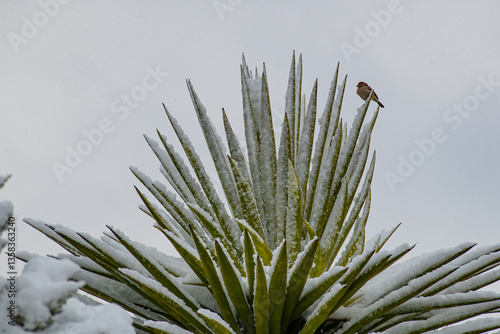 finch on yucca in snow