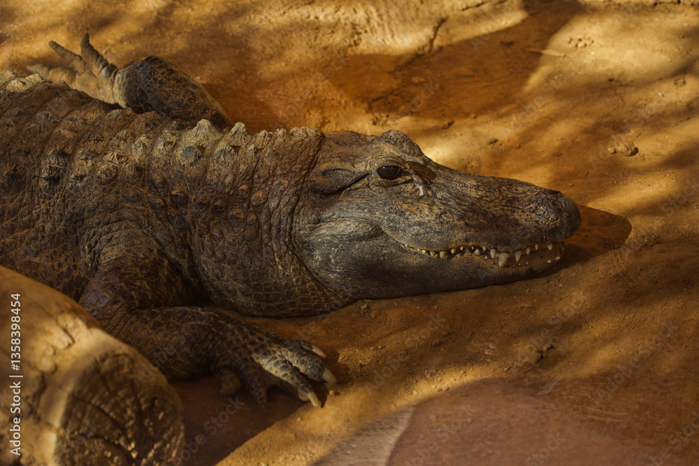 Fototapeta premium The American alligator, gator, common alligator (Alligator mississippiensis).