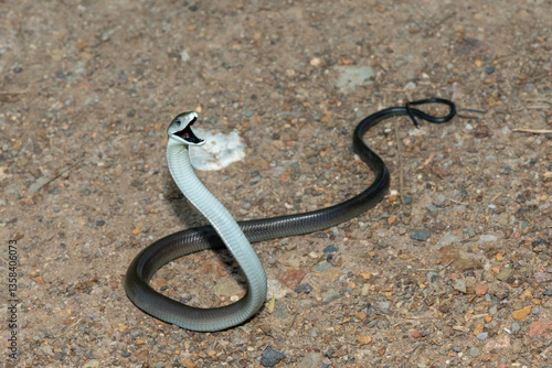 The highly feared black mamba (Dendroaspis polylepis), displaying its signature defensiveness on a rocky outcrop in KwaZulu-Natal, South Africa