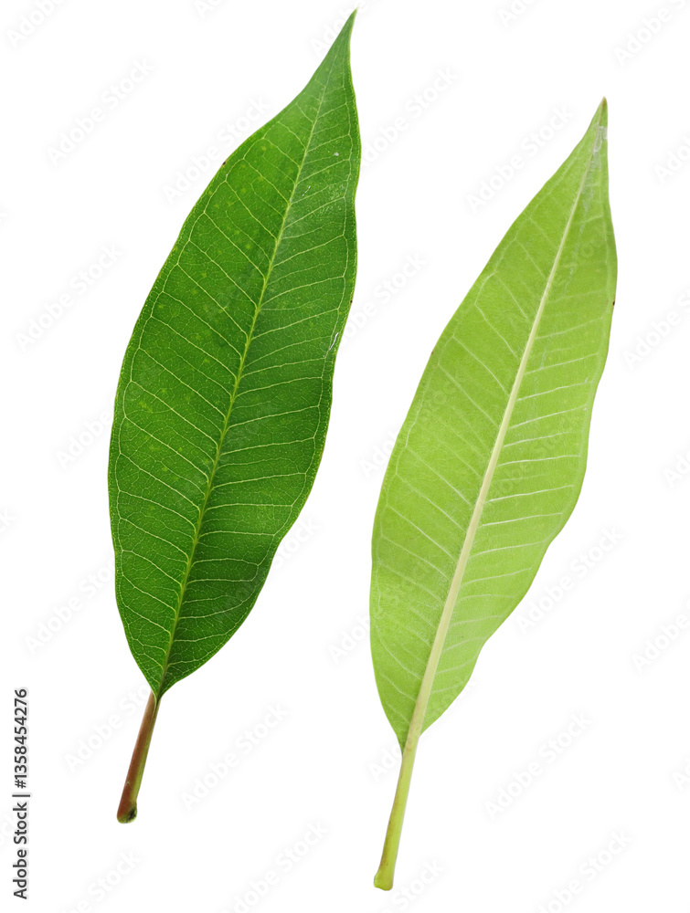 Fototapeta premium Fragipani or Plumeria leave on transperent background,Laos called DokChampa