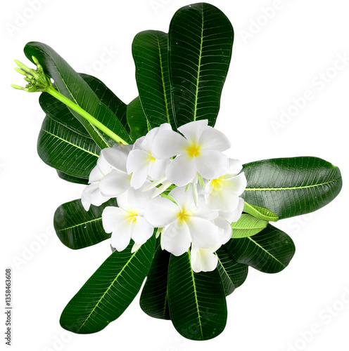 Cuadro en lienzo Fragipani or Plumeria flower and leave on transperent background,Laos called Dok