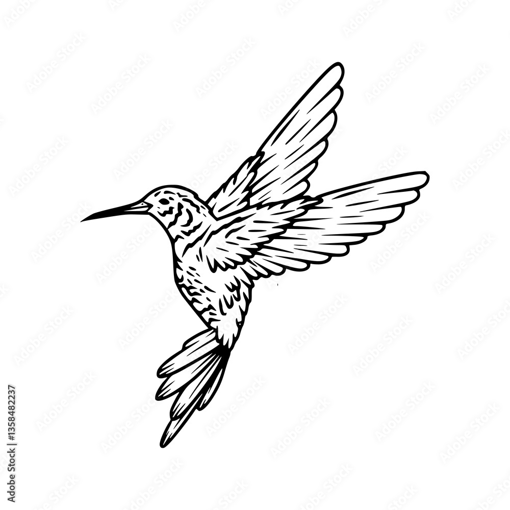 Fototapeta premium elegant hummingbird line drawing