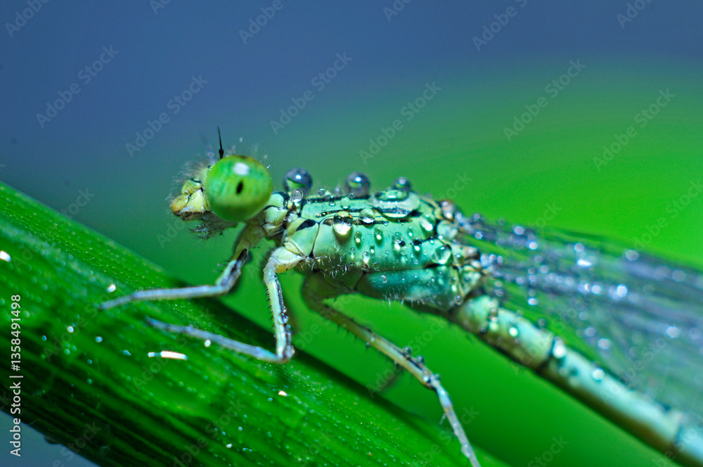 Fototapeta premium The macro features of dragonflies