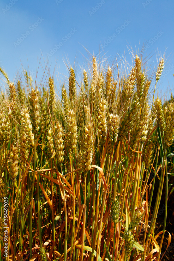 Obraz premium The green wheat field