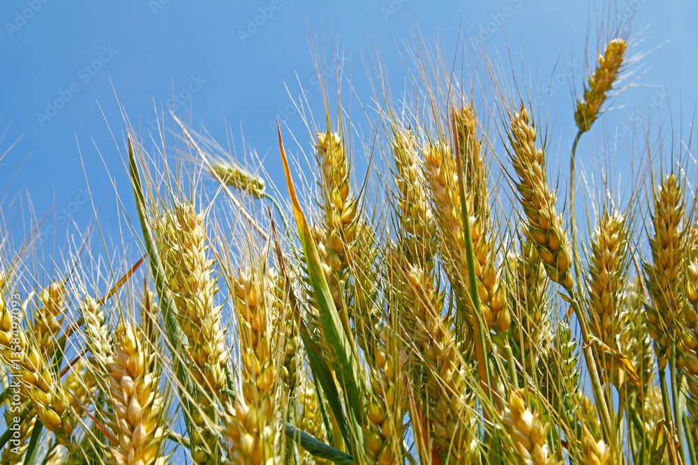 The green wheat field The green wheat field