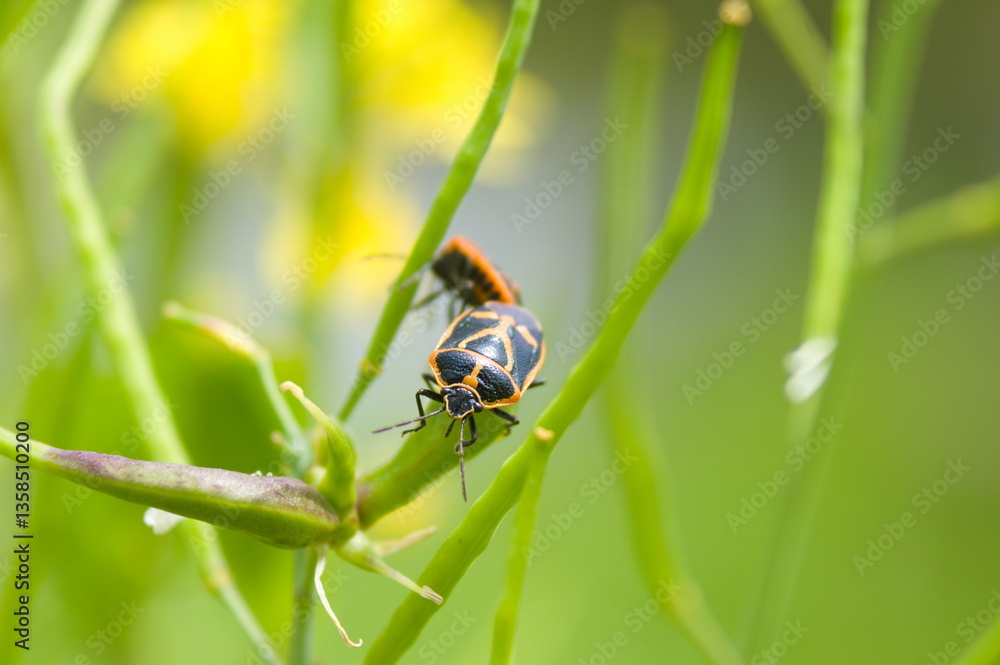 Naklejka premium ナガメの鮮烈
