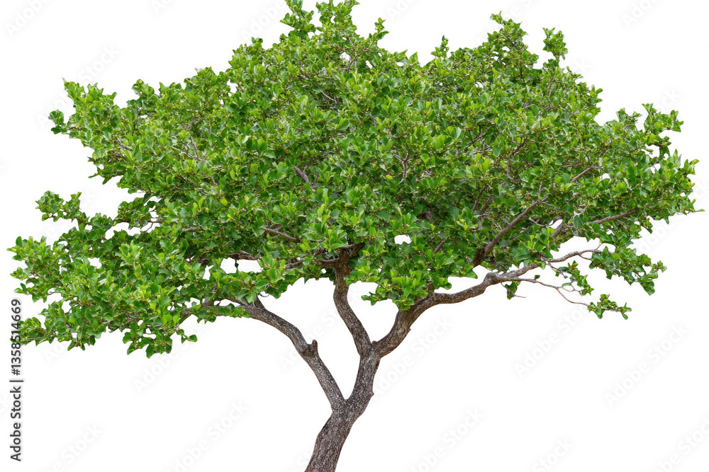 Obraz premium large green tree with vibrant branches and lush leaves stands prominently, showcasing its natural beauty and vitality. This tree symbolizes growth and tranquility in any environment
