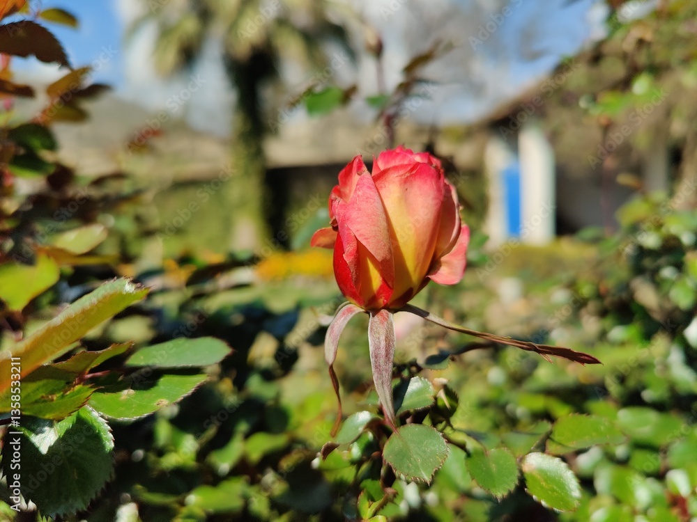 Beautifully captured images of roses or Rose flowers showcasing vibrant colors and intricate details to bring life to creative projects perfect for posters, wallpapers, social media or educational mat Beautifully captured images of roses or Rose flowers showcasing vibrant colors and intricate details to bring life to creative projects perfect for posters, wallpapers, social media or educational mat