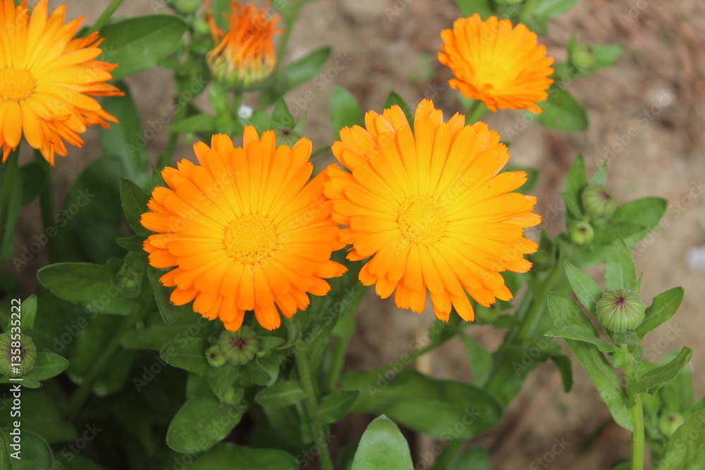 High quality photographs of blossoming Calendula, Ruddles or Pot Merigold flower portraying natures elegance and the subtle charm of their petals perfect for any design project or artistic inspiration High quality photographs of blossoming Calendula, Ruddles or Pot Merigold flower portraying natures elegance and the subtle charm of their petals perfect for any design project or artistic inspiration