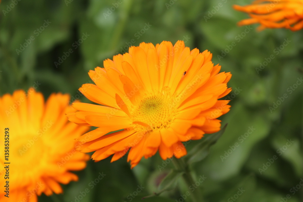 High quality photographs of blossoming Calendula, Ruddles or Pot Merigold flower portraying natures elegance and the subtle charm of their petals perfect for any design project or artistic inspiration High quality photographs of blossoming Calendula, Ruddles or Pot Merigold flower portraying natures elegance and the subtle charm of their petals perfect for any design project or artistic inspiration