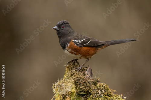 Canvas Print Spotted Towhee (Pipilo maculatus), is a large New World sparrow