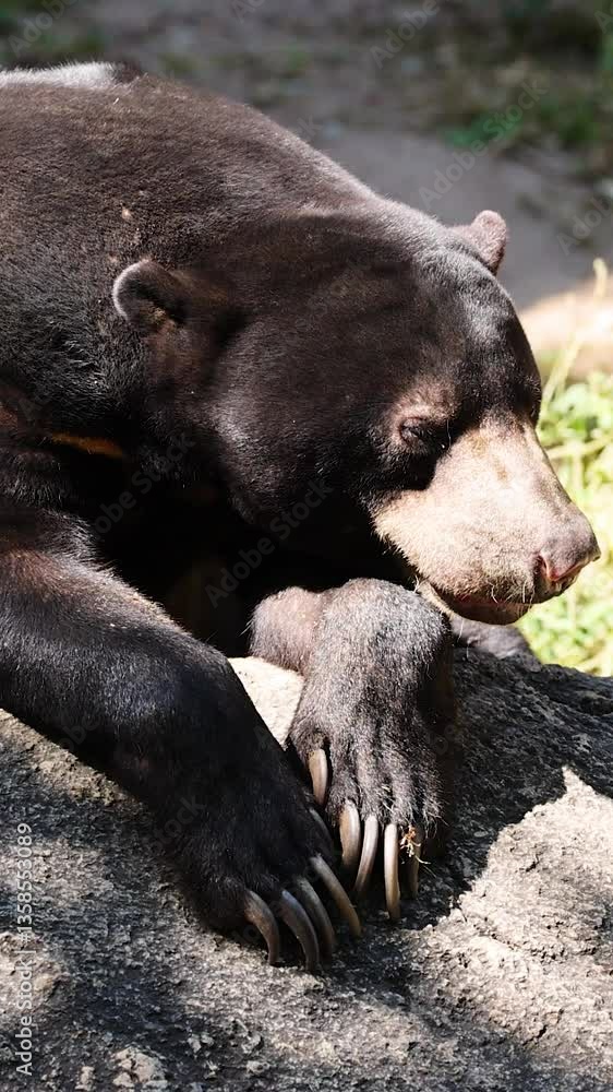 Sun Bear Relaxing at Zoo Sun Bear Relaxing at Zoo