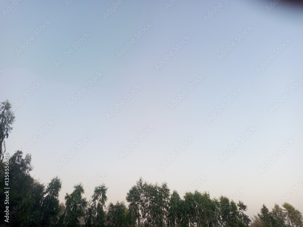 Obraz premium Clear sky above a row of green trees at dusk 