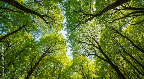 Looking up at the green tops of trees. Italy