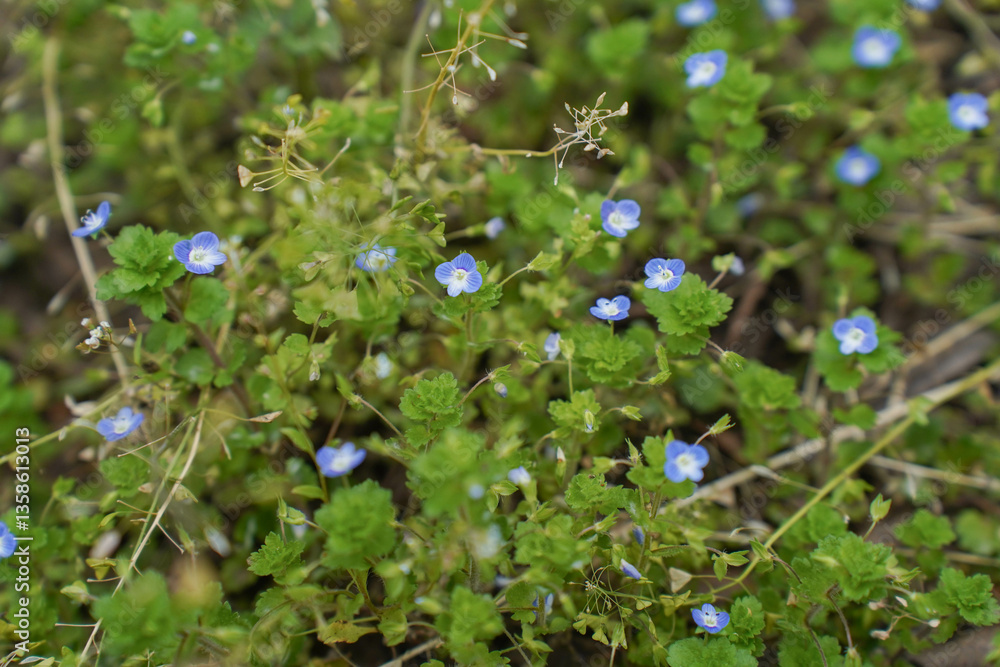 Little blue flowers bird's-eye speedwell. Veronica chamaedrys.
