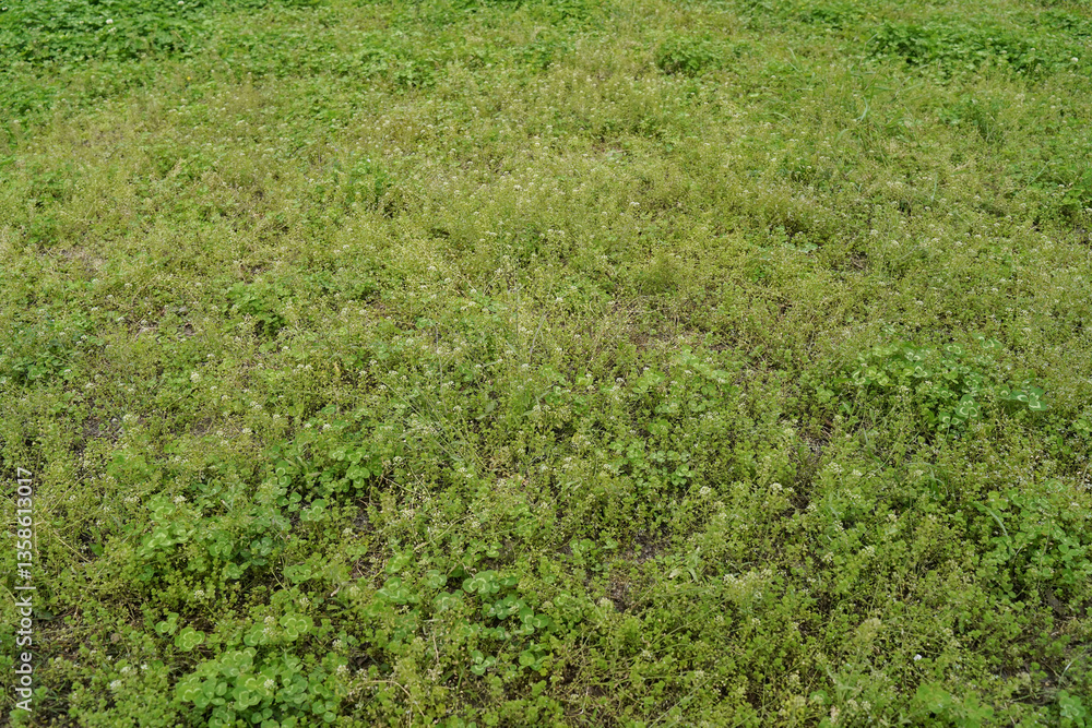 wild grass view on top.
